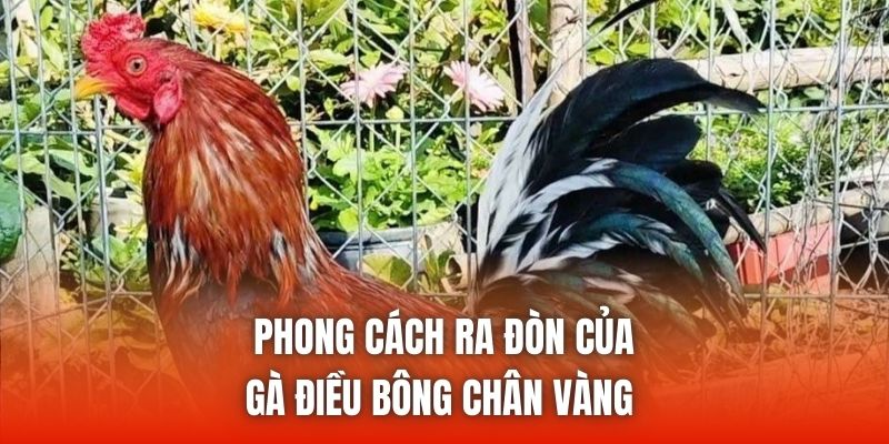 Phong cách ra đòn của gà điều bông chân vàng 