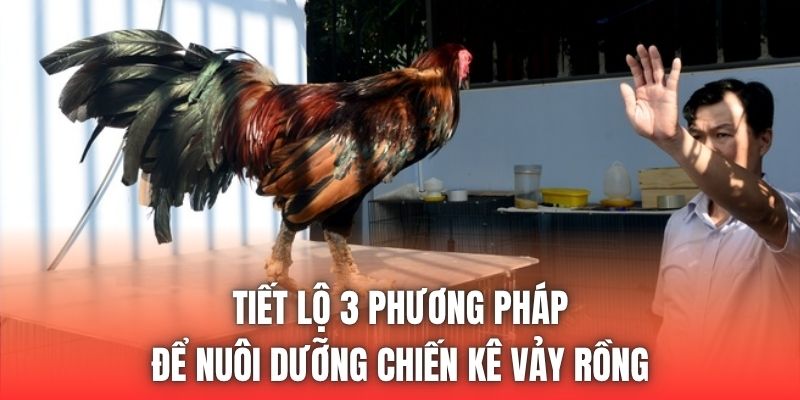 Tiết lộ 3 phương pháp để nuôi dưỡng chiến kê vảy rồng